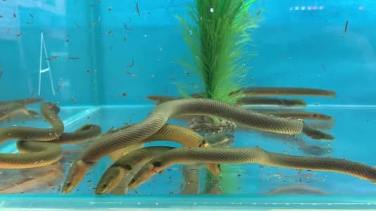 Rope Fish For sale 10 inches
