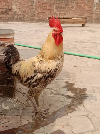 Breeder Golden missri male top quality Available