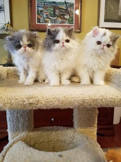 Persian | kittens | Cat | 3 coated | watsp O348O163O63 Me