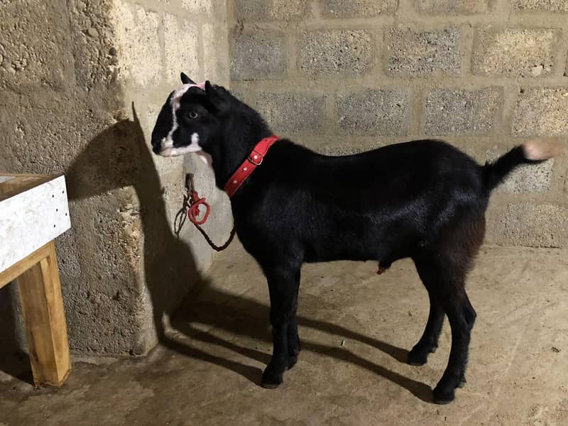 Teddy future breeder 1