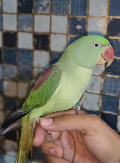 Talking &Hand Tain Raw Perrot