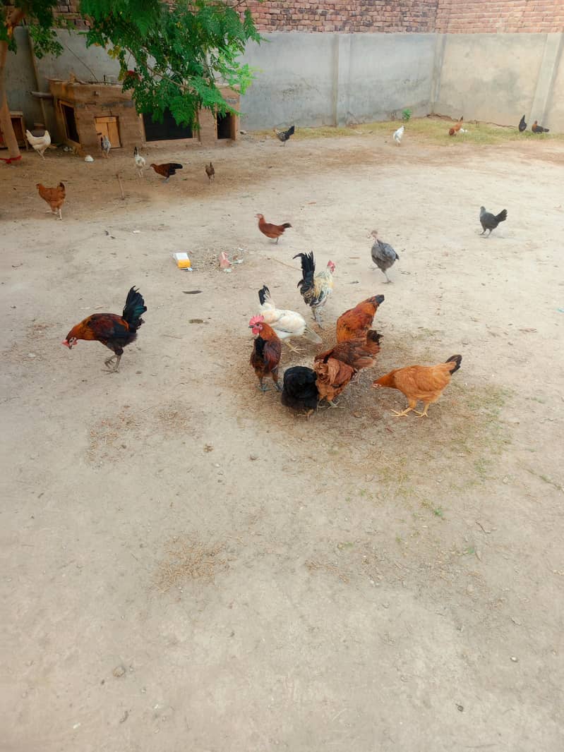 دیسی مرغی 0