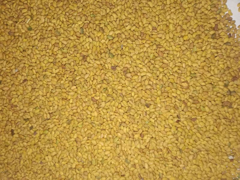 سالانہ لوسن کا بیج 0