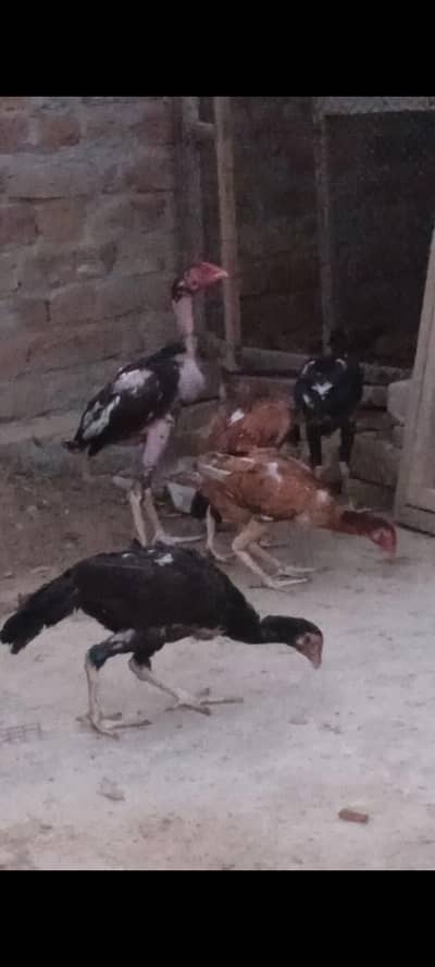 Aseel pair for sale