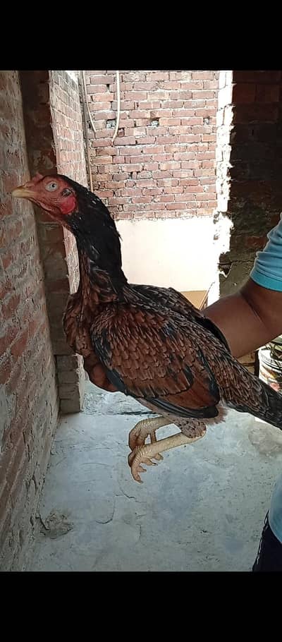 High Quality Aseel Females available