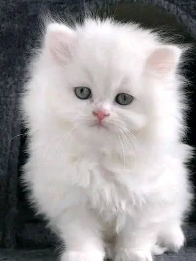 Persian | kittens | Cat | 3 coated | watsp O348O163O63 Me