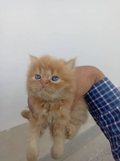 Adorable Persian Kittens for sale – Cute, Healthy & Active