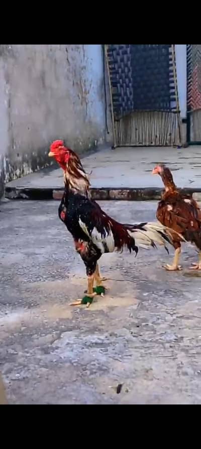 all types of birds available