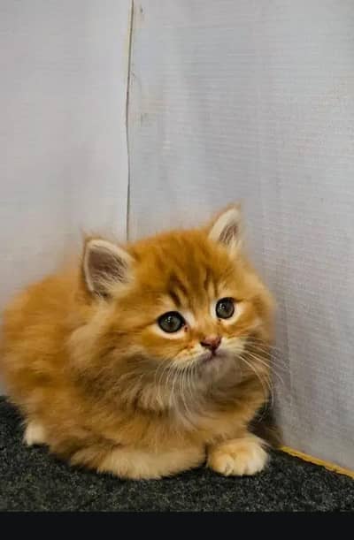 persian punch Face Cat & kittens