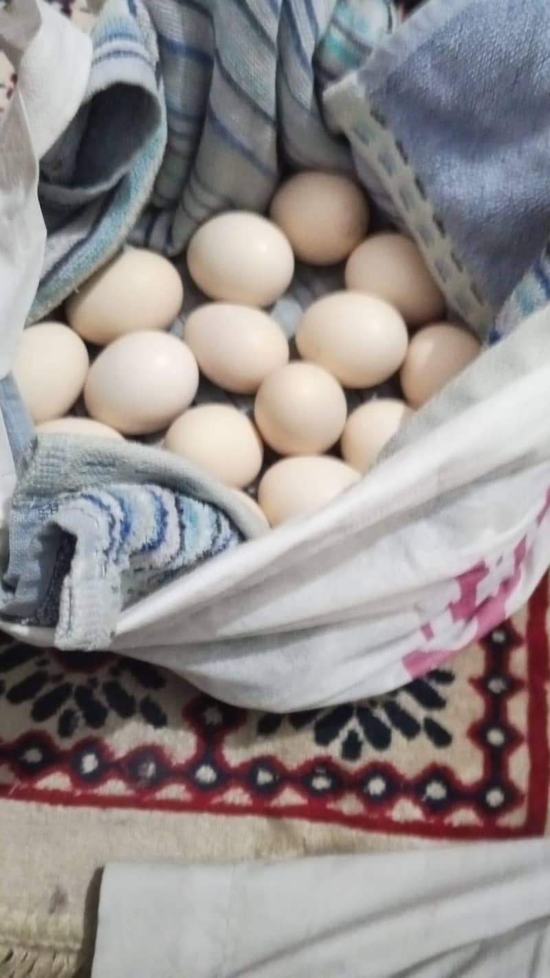 eggs hen 0