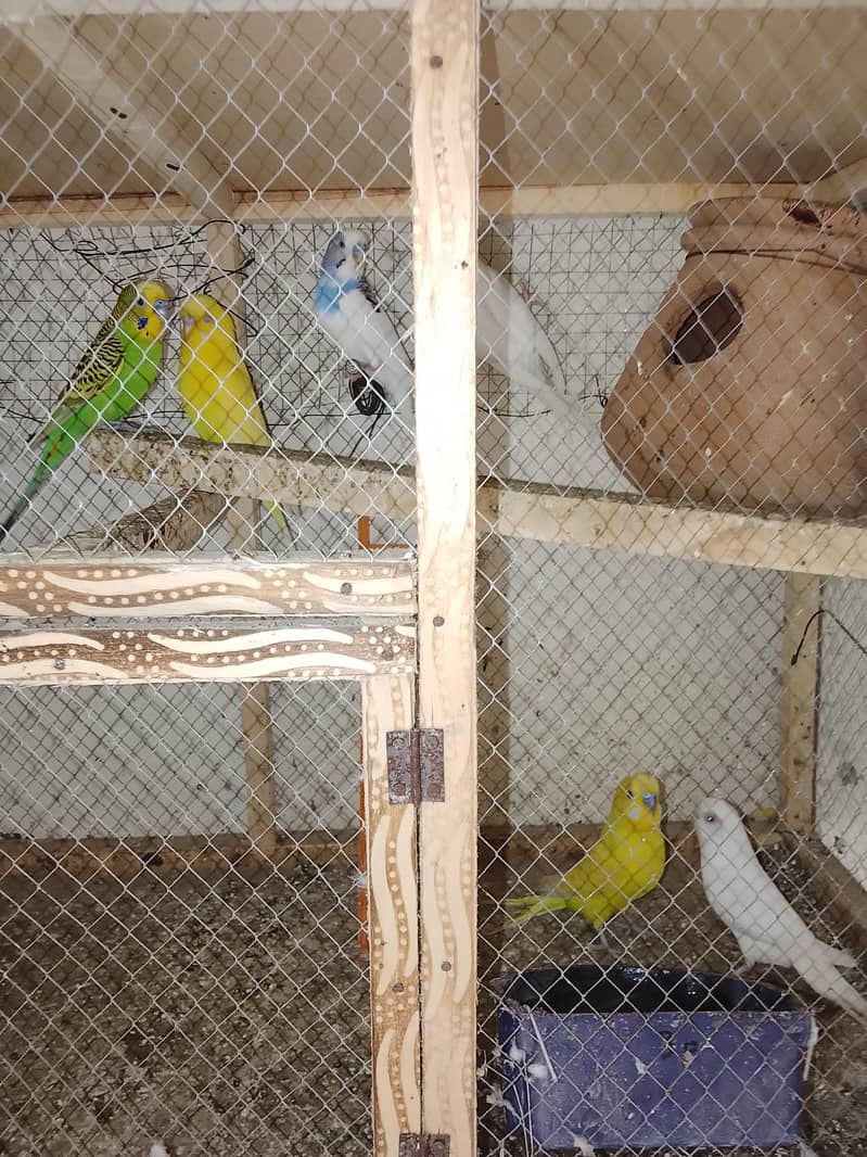 parrots 1