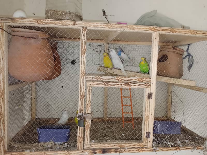 parrots 2