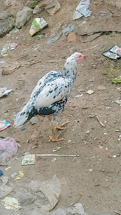 for sale
