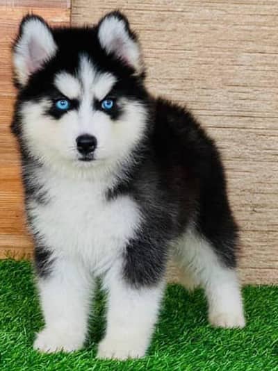 husky male