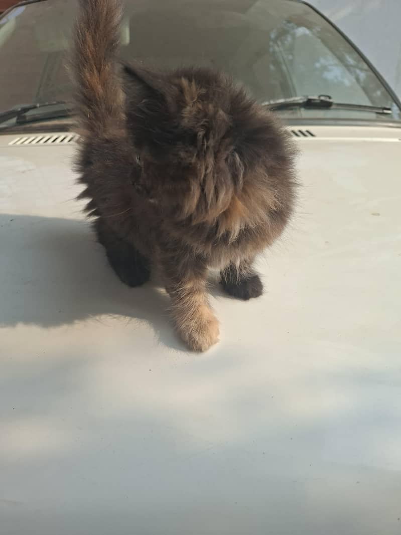 kitten 0