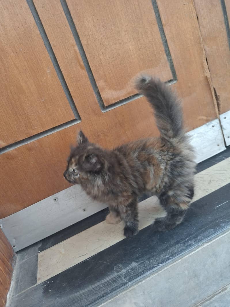 kitten 1