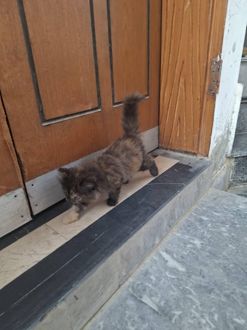 kitten 2