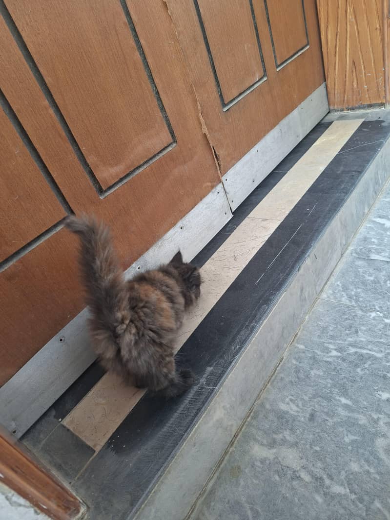 kitten 3