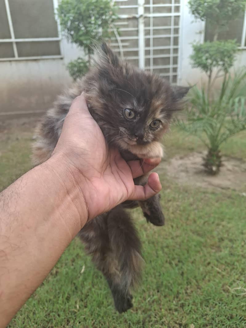 kitten 4