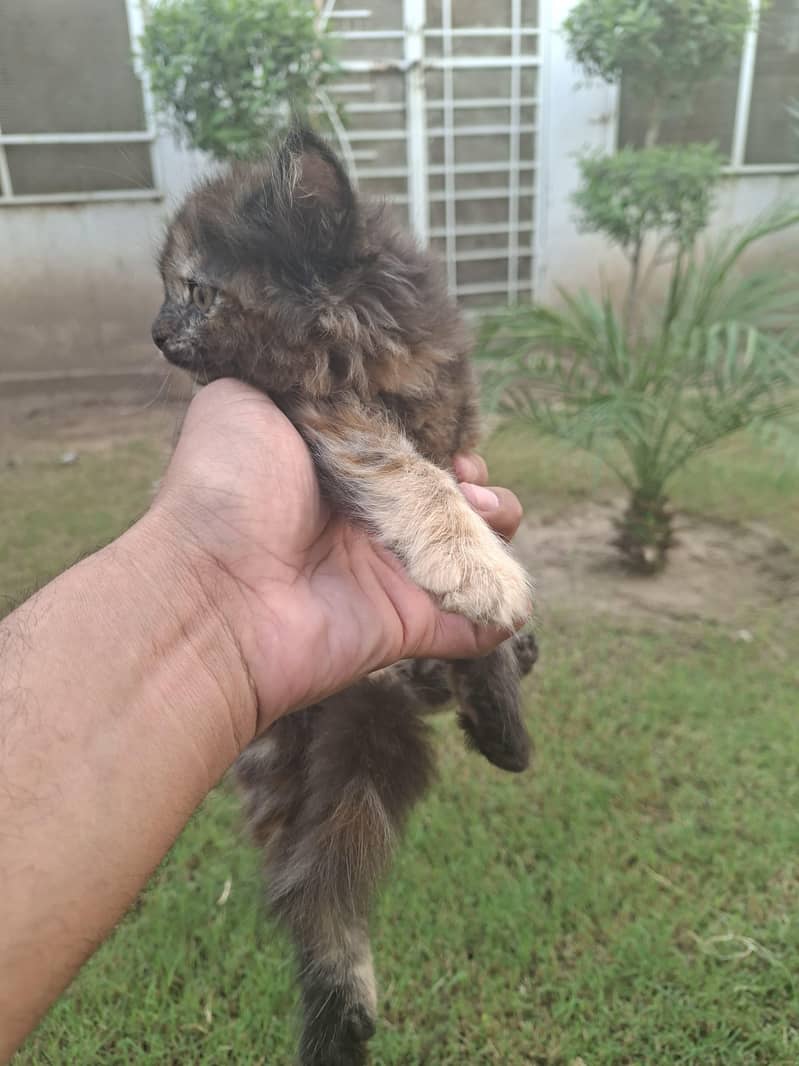 kitten 5