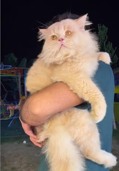 Punch face male stud for matting only