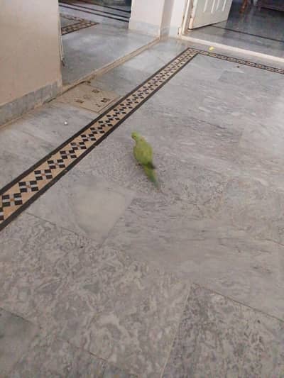 batain krta Hy handtamp Hy no bite free ghomta Hy pory gar ma