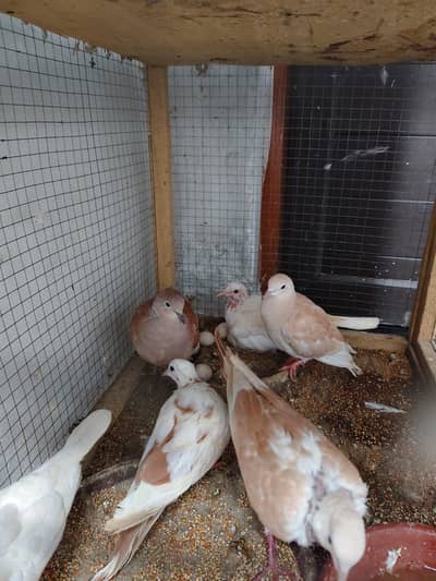 White and Brown doves