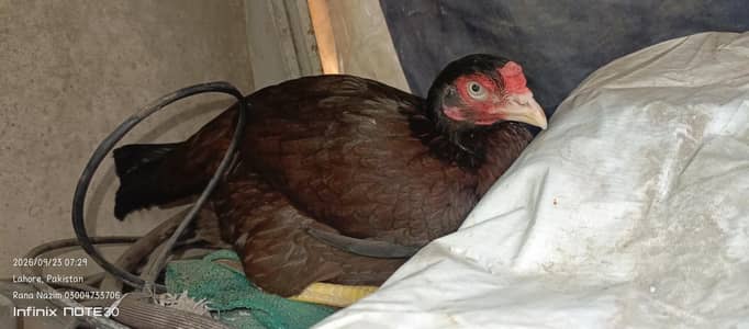 kurak female mianwali female