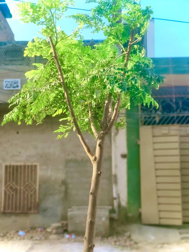 One Plus 9 Pro 7