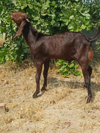 bakra for sale