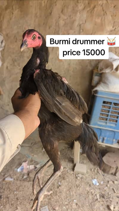 aseel |Thai |burmi| turkish hint| penas pakoya |lasani |imported aseel