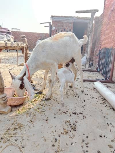 bakri with male baby