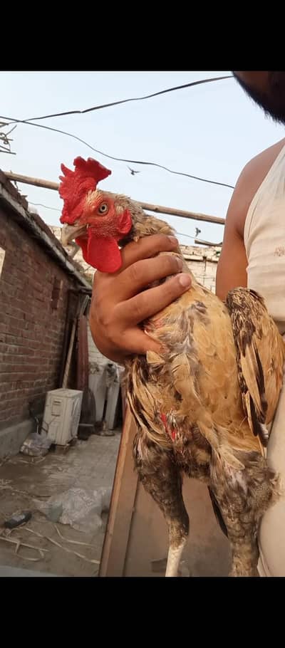 High Quality Bengum Aseel Breeder Young Healthy Active