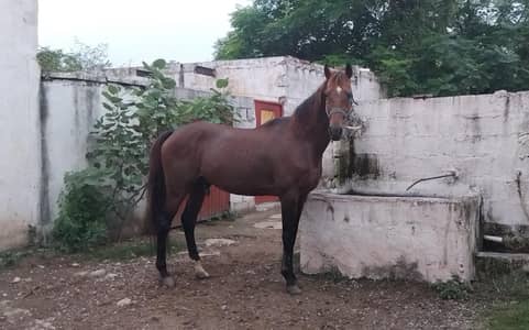 tall stallion for sale and stud
