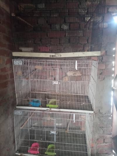 Love Bird cage