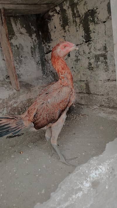 urgent sale best thai croos