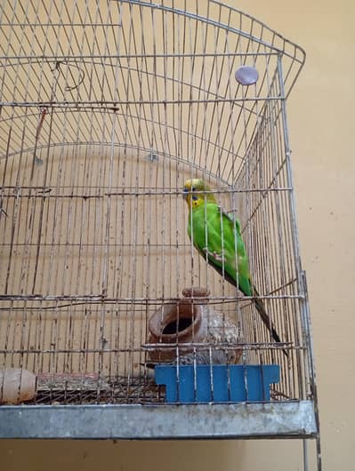 3 budgies