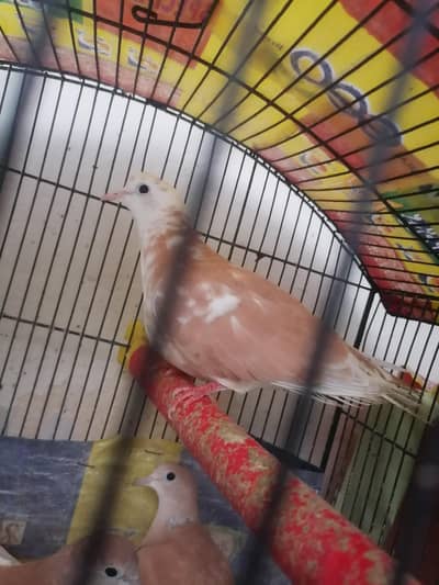 White Head Dove Female For sale
