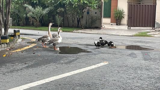 Ducks Preety Ducks Loving Ducks Loyal