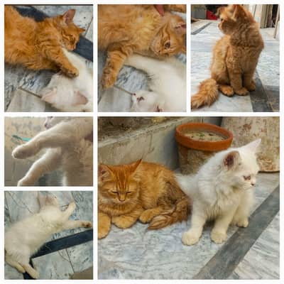 Persian Kittens | Triple Coated | 70 Days | Ginger and Pure White Pair