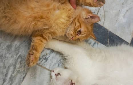 Persian Kittens | Triple Coated | 70 Days | Ginger and Pure White Pair