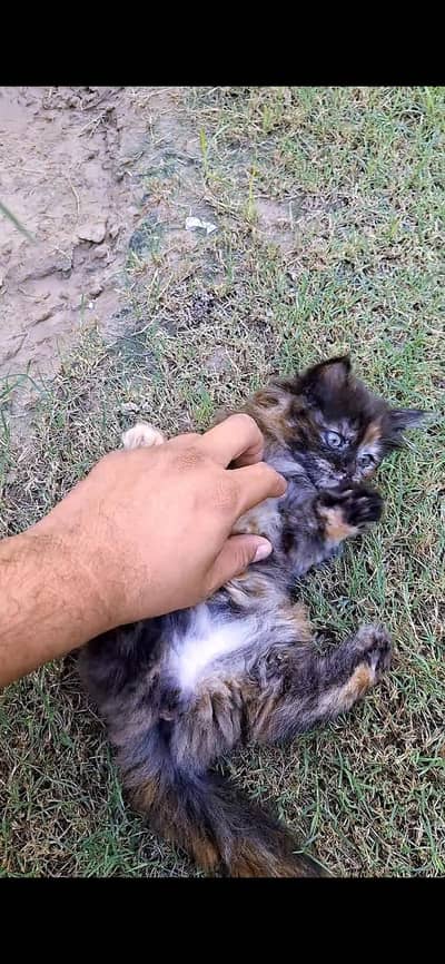 Calico Doll Face Female kitty