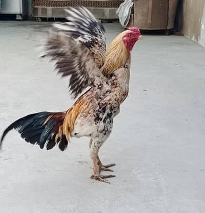 Aseel murga murgi