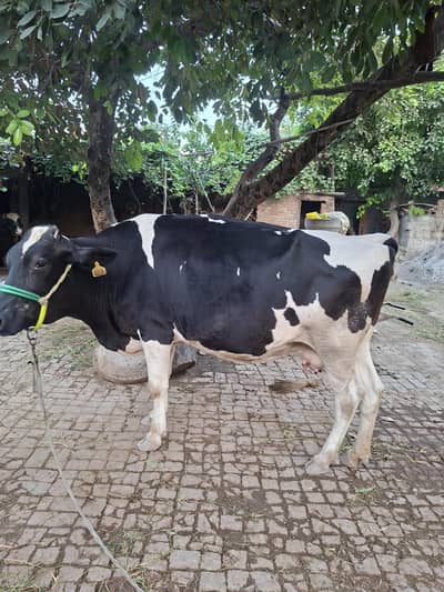 friesian cow for sale in cheap price