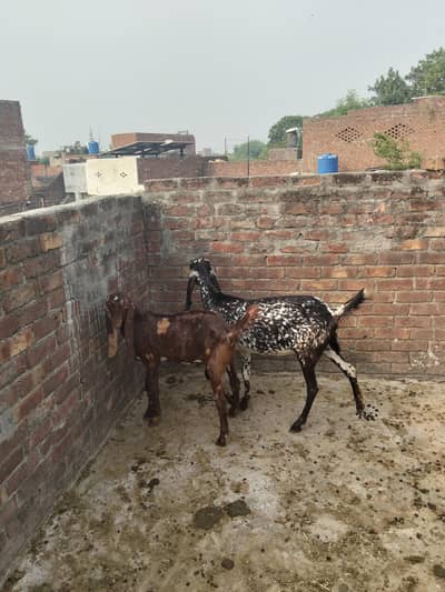Kali cheeni bakri confirm gaban 3,5 month sath uska Bakra ha 7month ka