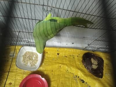 female breeding parrot
