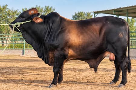 Bulls for sale