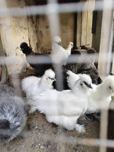 Pure Silkie blue ear and five finger Pathey Pathian