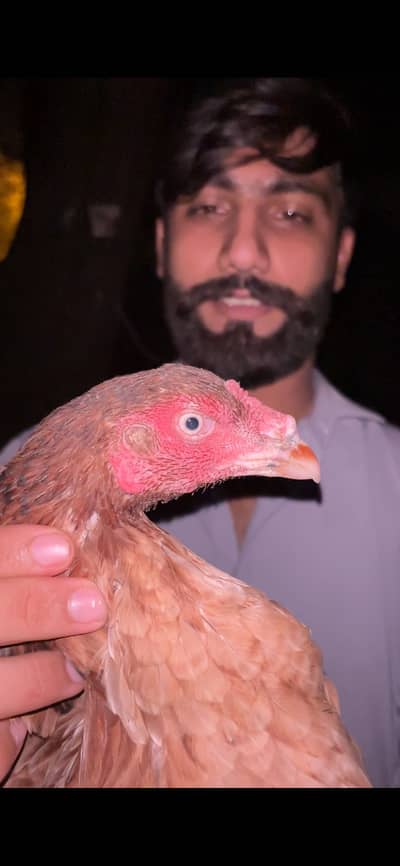 4 female exchange with only Aseel