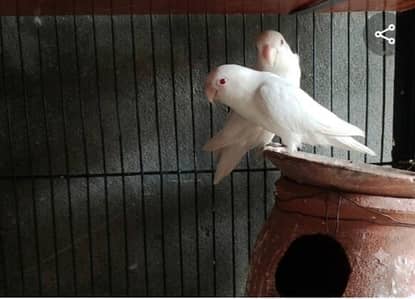 red eyes albino love bird